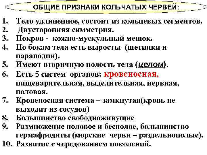 ОБЩИЕ ПРИЗНАКИ КОЛЬЧАТЫХ ЧЕРВЕЙ: 1. Тело удлиненное, состоит из кольцевых сегментов. 2. Двусторонняя симметрия.