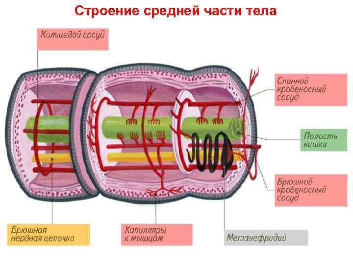 Строение средней части тела 