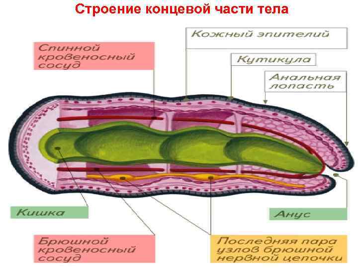 Строение концевой части тела 