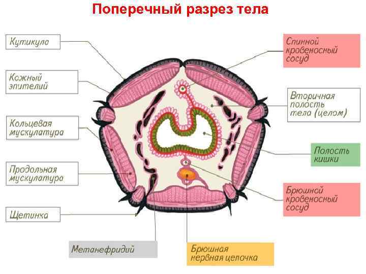 Поперечный разрез тела 