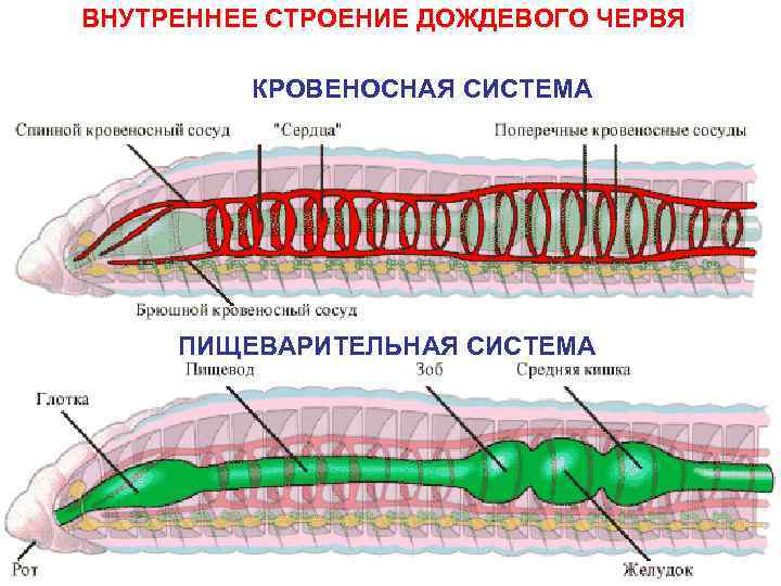 ВНУТРЕННЕЕ СТРОЕНИЕ ДОЖДЕВОГО ЧЕРВЯ КРОВЕНОСНАЯ СИСТЕМА ПИЩЕВАРИТЕЛЬНАЯ СИСТЕМА 