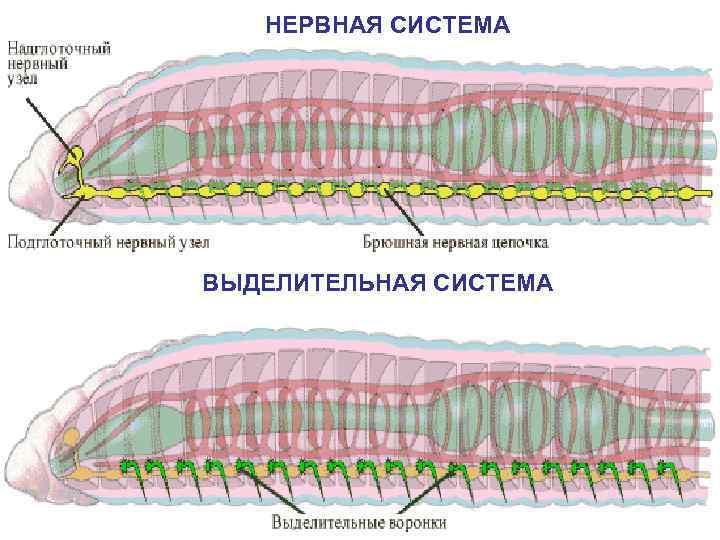 НЕРВНАЯ СИСТЕМА ВЫДЕЛИТЕЛЬНАЯ СИСТЕМА 