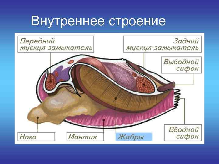 Двустворчатые моллюски рисунок