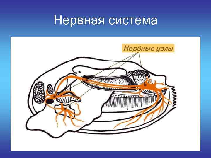 Нервная система 