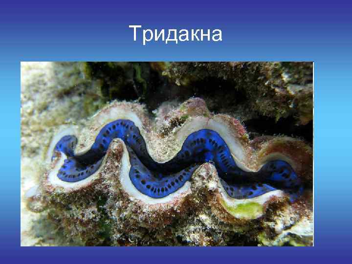 Тридакна 