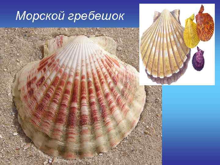 Морской гребешок 