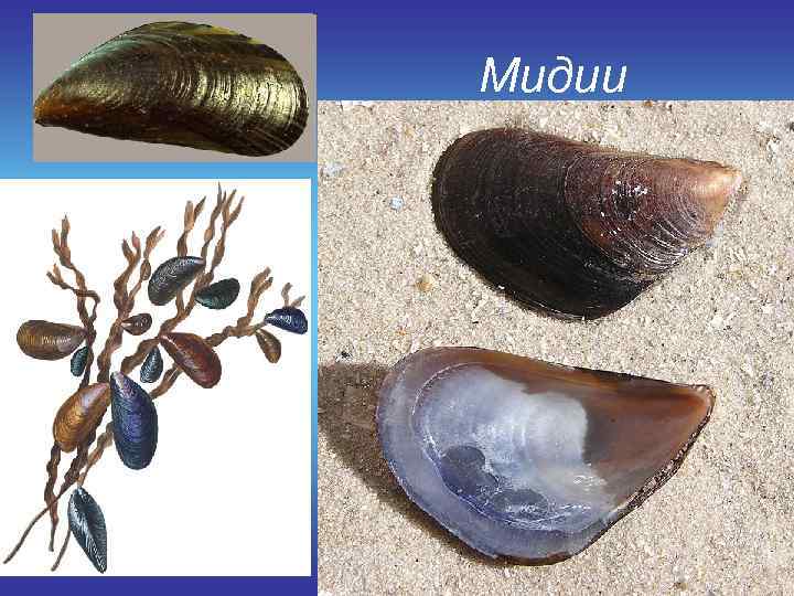 Мидии 
