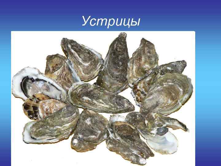 Устрицы 