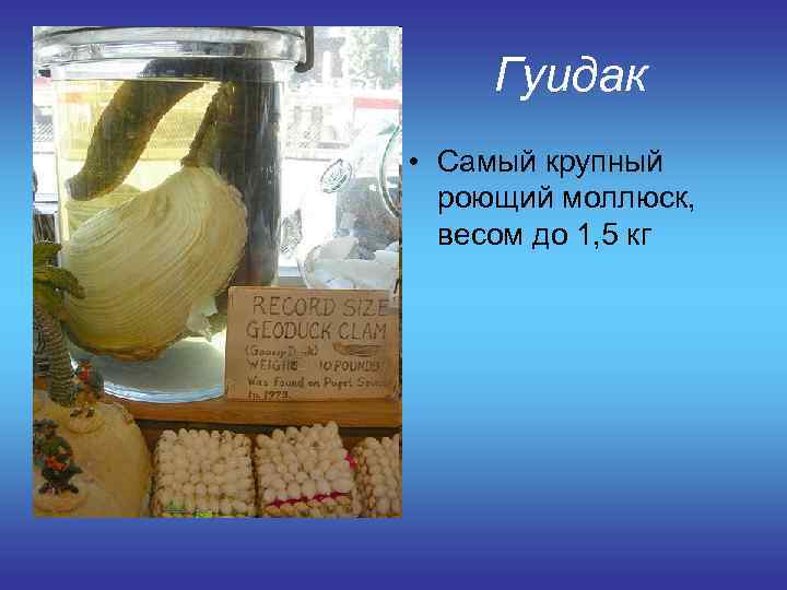 Гуидак • Самый крупный роющий моллюск, весом до 1, 5 кг 