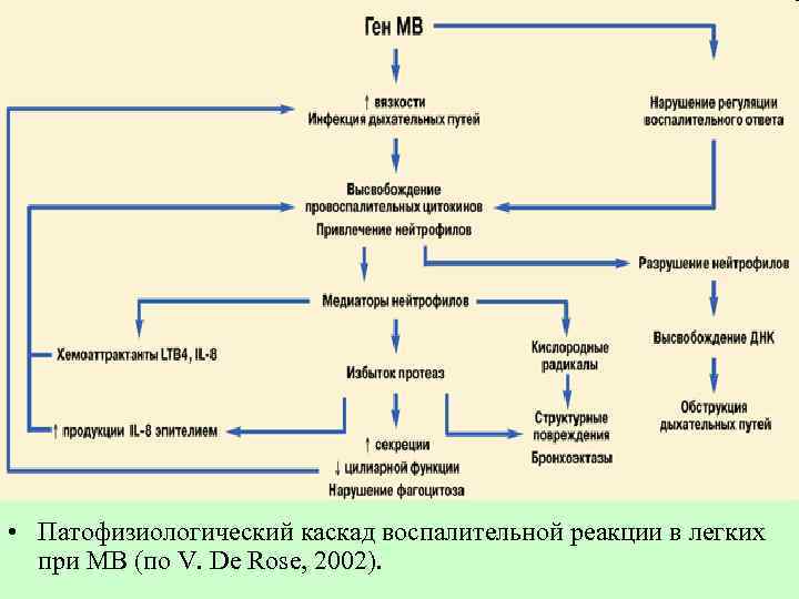  • Патофизиологический каскад воспалительной реакции в легких при МВ (по V. De Rose,