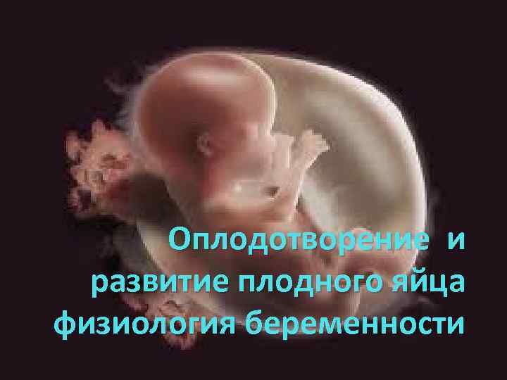 Оплодотворение и развитие плодного яйца физиология беременности 