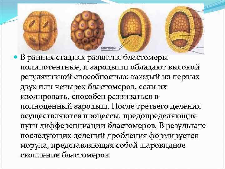  В ранних стадиях развития бластомеры полипотентные, и зародыши обладают высокой регулятивной способностью: каждый