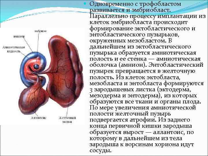  Одновременно с трофобластом развивается и эмбриобласт. Параллельно процессу имплантации из клеток эмбриобласта происходит