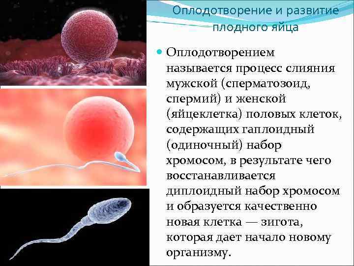 Оплодотворение в полости матки. Оплодотворение стадии развития плода. Процесс оплодотворения и развития плодного яйца. Оплодотворение яйцеклетки. Сперматозоид и яйцеклетка.