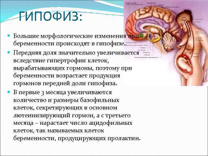 ГИПОФИЗ: Большие морфологические изменения при беременности происходят в гипофизе. Передняя доля значительно увеличивается вследствие