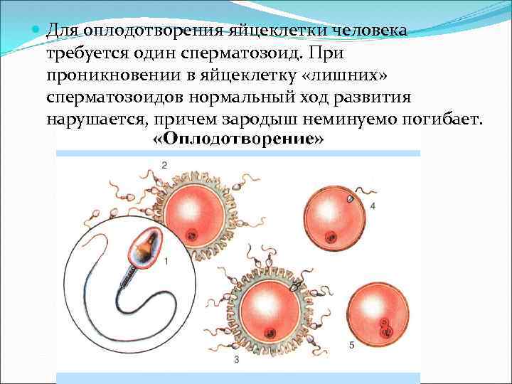  Для оплодотворения яйцеклетки человека требуется один сперматозоид. При проникновении в яйцеклетку «лишних» сперматозоидов