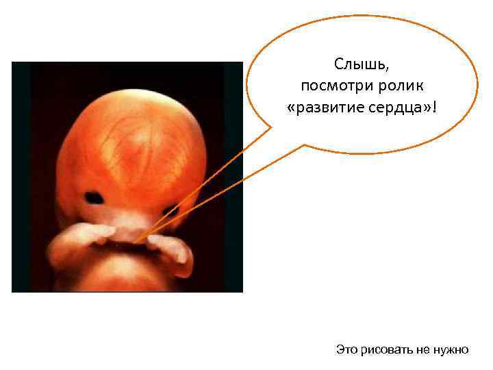 Слышь, посмотри ролик «развитие сердца» ! Это рисовать не нужно 