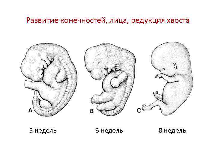 Развитие конечностей, лица, редукция хвоста 5 недель 6 недель 8 недель 