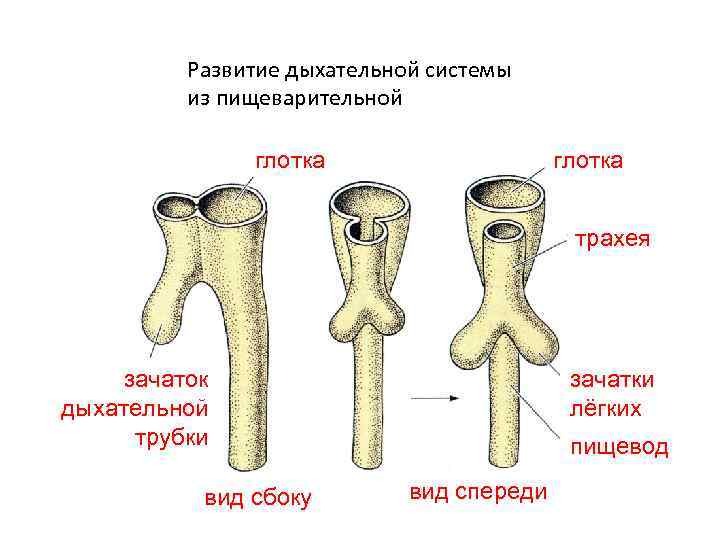Развитие дыхательной системы из пищеварительной глотка трахея зачаток дыхательной трубки вид сбоку зачатки лёгких