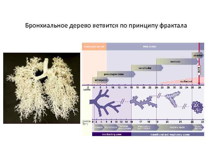 Бронхиальное дерево схема