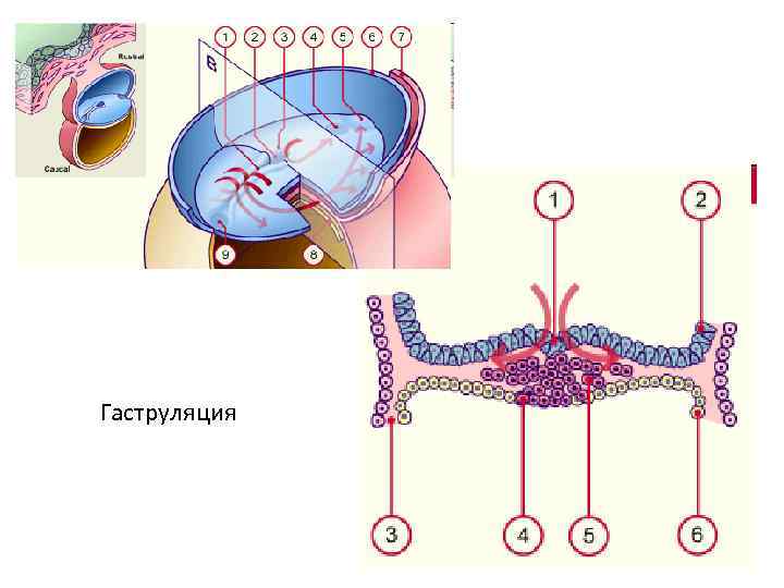 Гаструляция рисунок биология