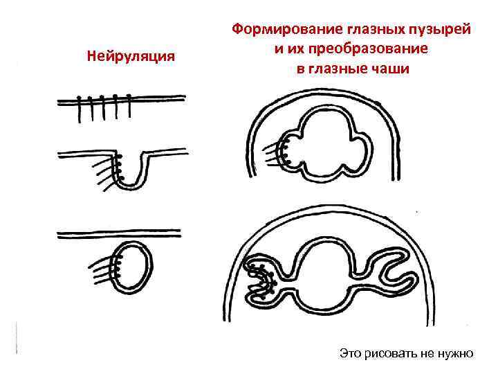 Нейруляция Формирование глазных пузырей и их преобразование в глазные чаши Это рисовать не нужно