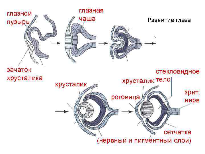 Органы развивающиеся. Формирование глазного яблока в онтогенезе. Развитие глазного яблока гистология схема. Эмбриогенез глаза человека офтальмология. Эмбриогенез органа зрения.