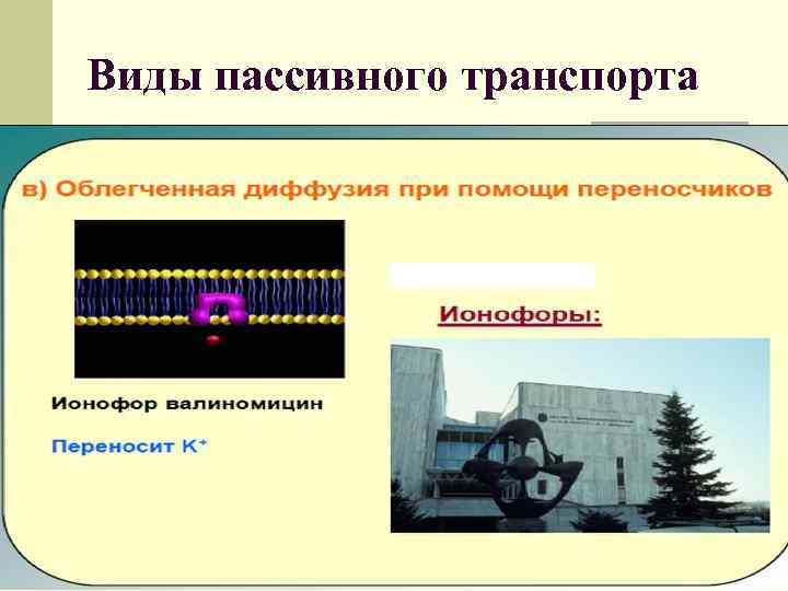 Виды пассивного транспорта 