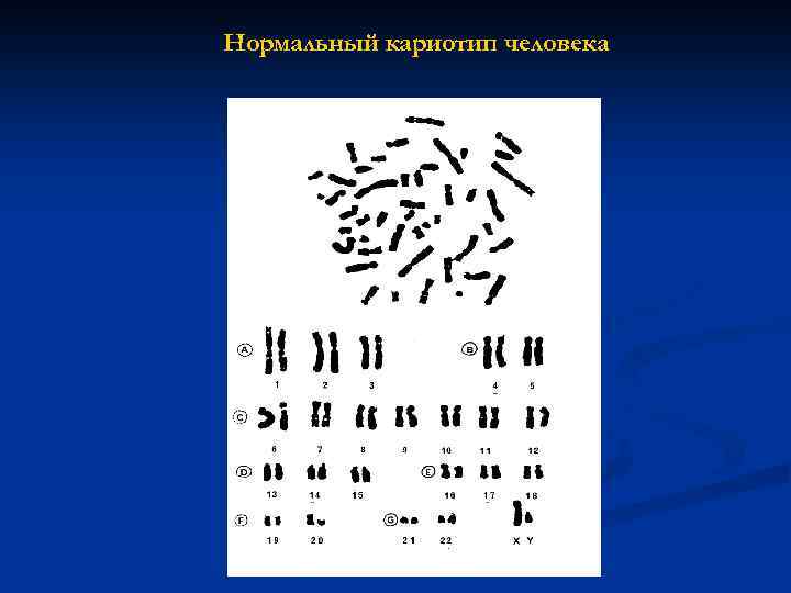 Кариотипы птиц. Нормальный кариотип. Графическое изображение кариотипа. Кариотипы бурозубок. Хромосомный набор мыши.