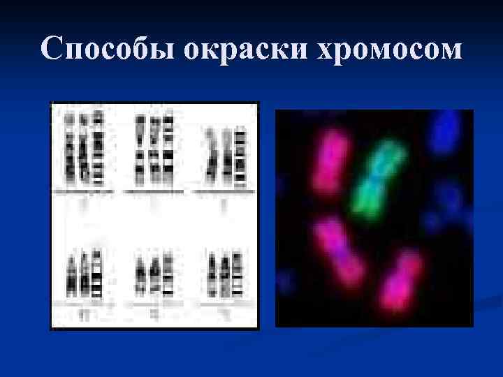 Изменение окраски хромосом. Дифференциальная окраска хромосом. Дифференциальное окрашивание хромосом. Методы окраски хромосом. Рутинная окраска хромосом.