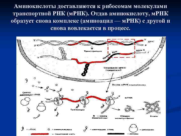 В рибосому входят молекулы трнк