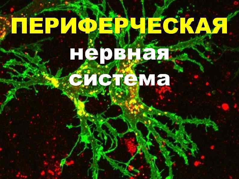 ПЕРИФЕРЧЕСКАЯ нервная система 