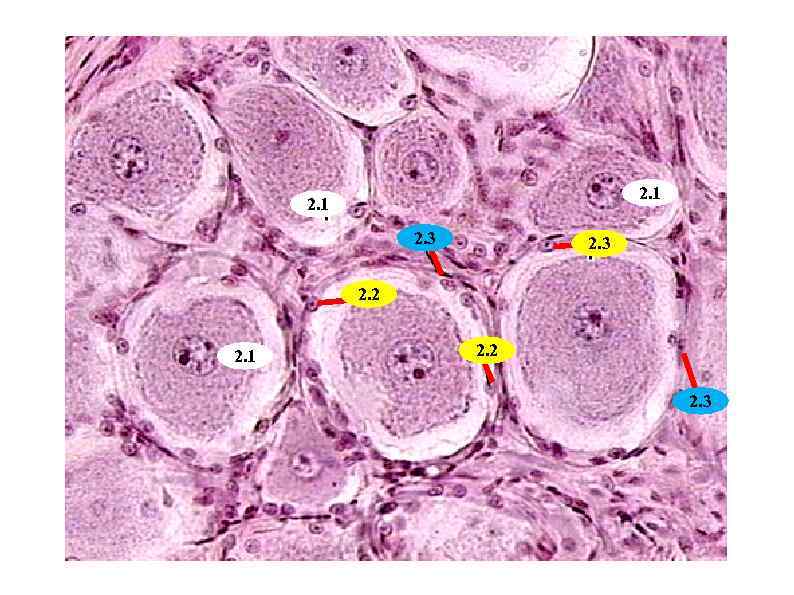 2. 1 2. 3 2. 2 2. 1 2. 2 2. 3 