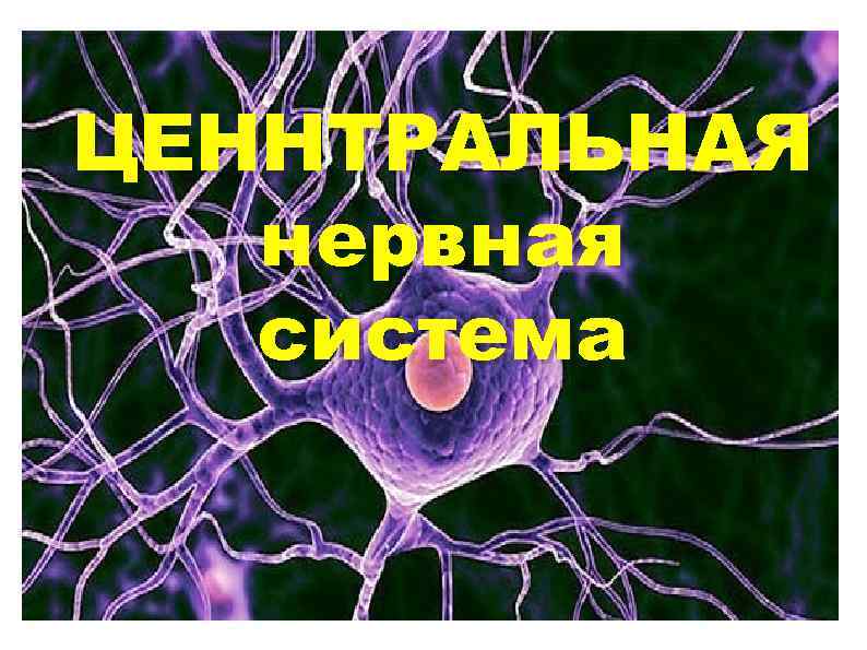 ЦЕННТРАЛЬНАЯ нервная система 