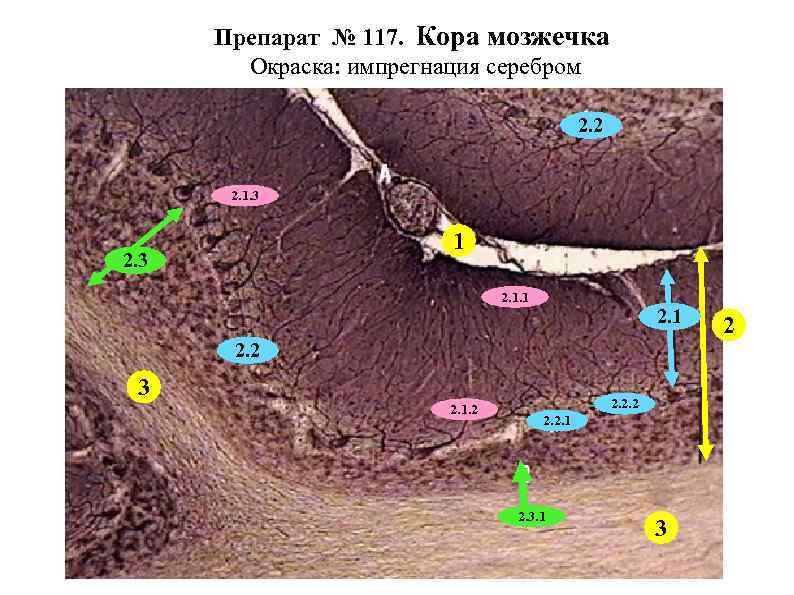 Препарат № 117. Кора мозжечка Окраска: импрегнация серебром 2. 2 2. 1. 3 1