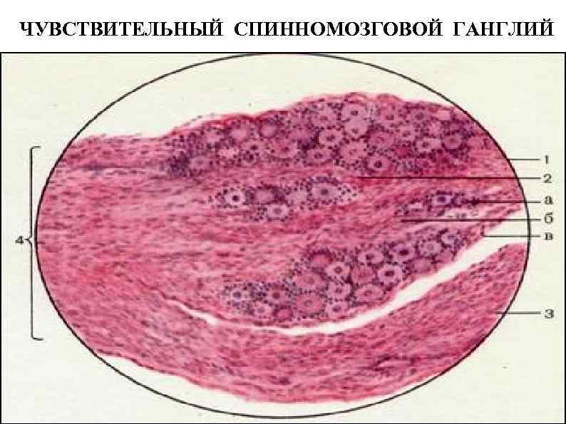 ЧУВСТВИТЕЛЬНЫЙ СПИННОМОЗГОВОЙ ГАНГЛИЙ 