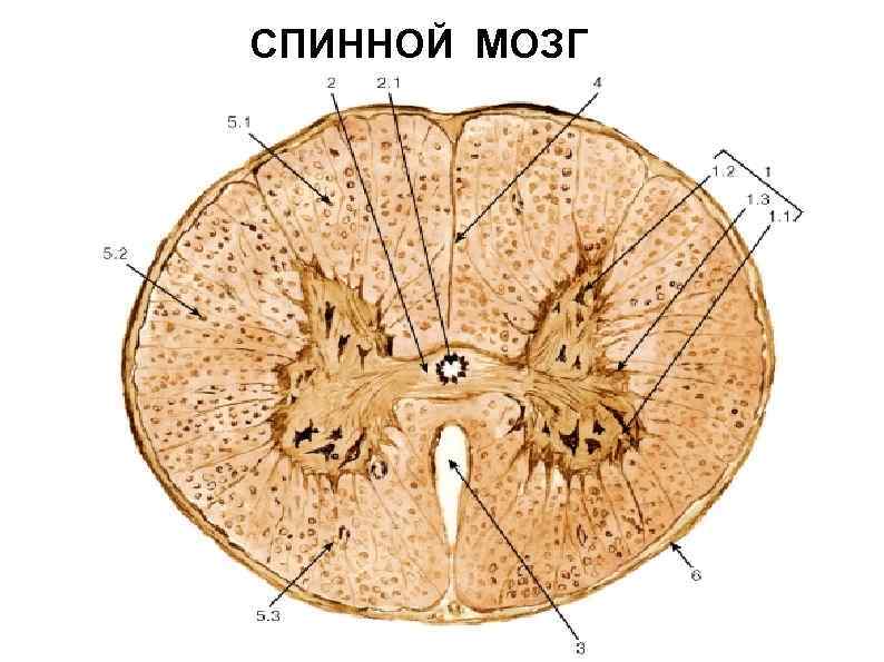 Клетки спинного мозга