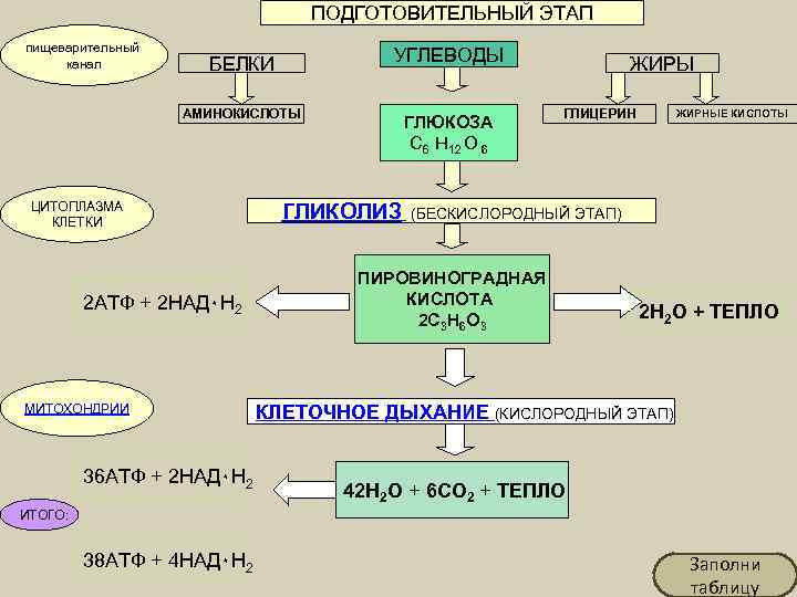  ПОДГОТОВИТЕЛЬНЫЙ ЭТАП пищеварительный канал БЕЛКИ УГЛЕВОДЫ ЖИРЫ АМИНОКИСЛОТЫ ГЛИЦЕРИН ЖИРНЫЕ КИСЛОТЫ ГЛЮКОЗА C
