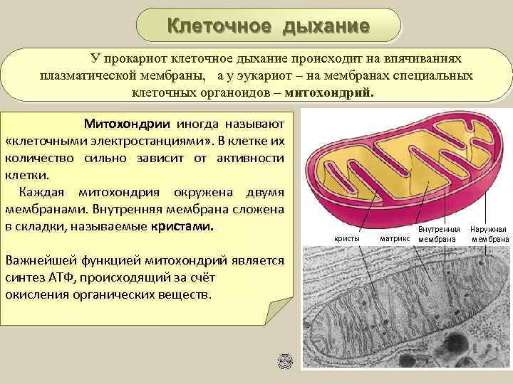  Клеточное дыхание У прокариот клеточное дыхание происходит на впячиваниях плазматической мембраны, а у