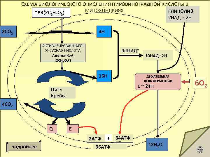  СХЕМА БИОЛОГИЧЕСКОГО ОКИСЛЕНИЯ ПИРОВИНОГРАДНОЙ КИСЛОТЫ В ПВК(2 С 3 Н 4 О 3)