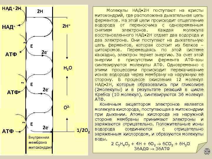 НАД۰ 2 Н Молекулы НАД • 2 Н поступают на кристы 2 Н митохондрий,