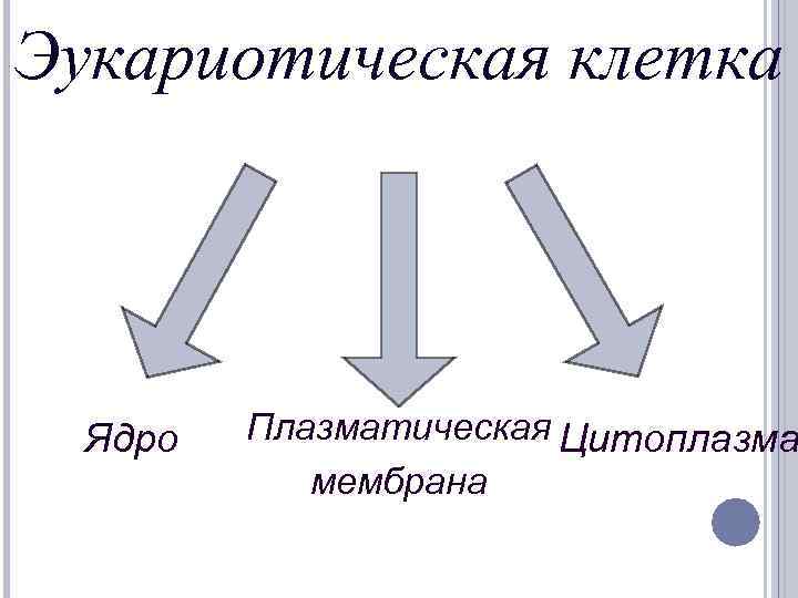 Эукариотическая клетка Ядро Плазматическая Цитоплазма мембрана 
