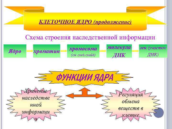 КЛЕТОЧНОЕ ЯДРО (продолжение) Схема строения наследственной информации Ядро хроматин хромосома (см след. слайд) молекула