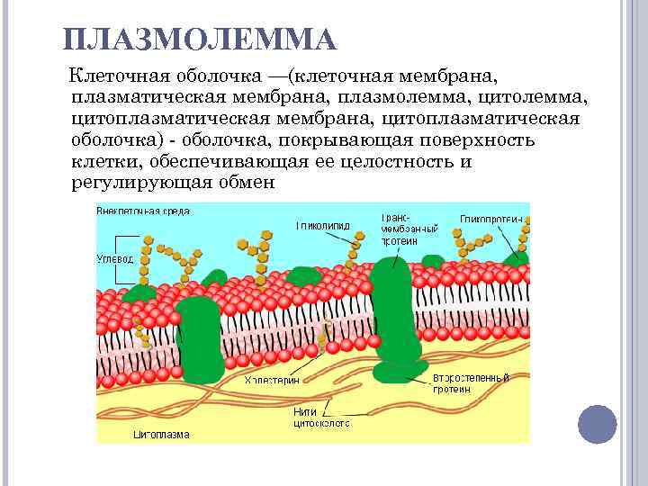 ПЛАЗМОЛЕММА Клеточная оболочка —(клеточная мембрана, плазматическая мембрана, плазмолемма, цитоплазматическая мембрана, цитоплазматическая оболочка) - оболочка,