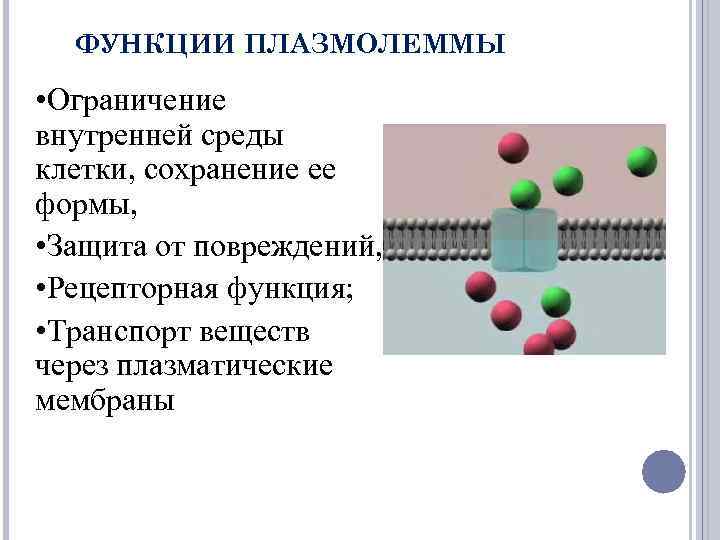 ФУНКЦИИ ПЛАЗМОЛЕММЫ • Ограничение внутренней среды клетки, сохранение ее формы, • Защита от повреждений,