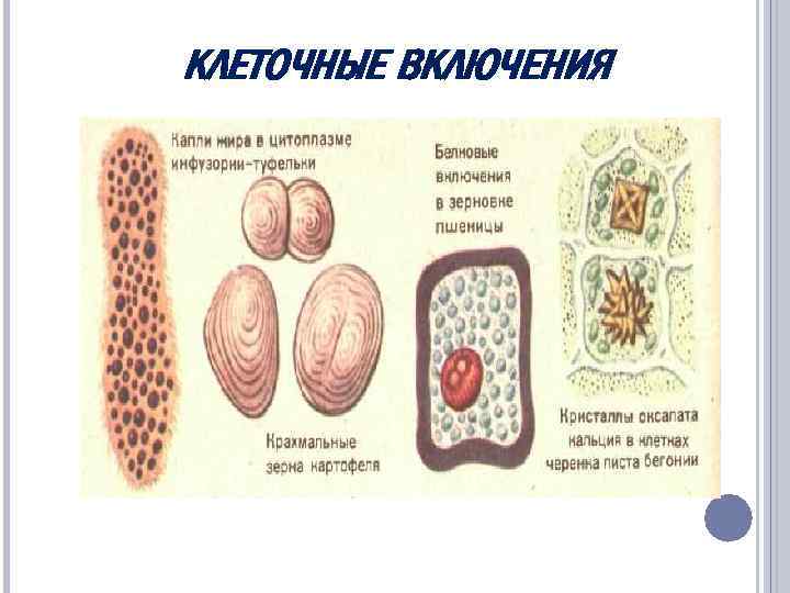 КЛЕТОЧНЫЕ ВКЛЮЧЕНИЯ 