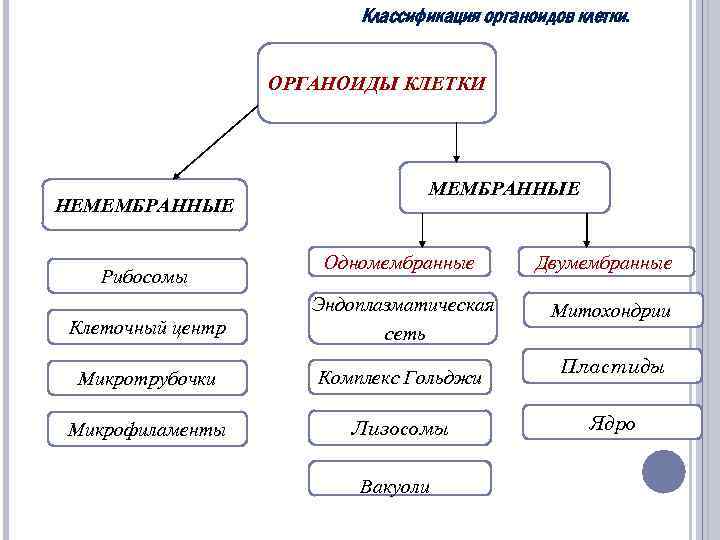 Классификация органоидов клетки. ОРГАНОИДЫ КЛЕТКИ НЕМЕМБРАННЫЕ Рибосомы МЕМБРАННЫЕ Одномембранные Клеточный центр Эндоплазматическая сеть Микротрубочки
