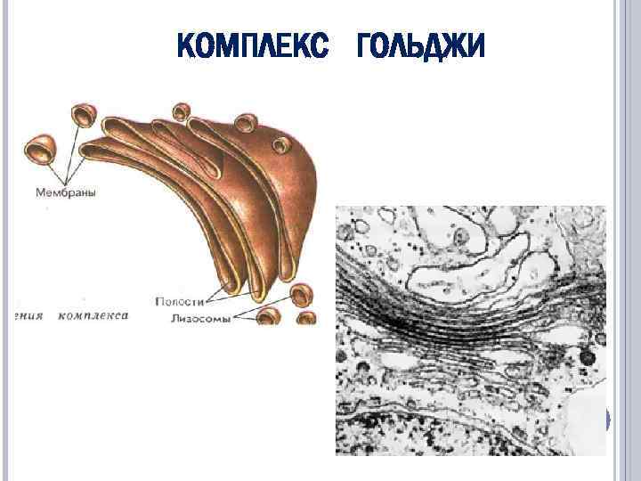 Комплекс гольджи фото