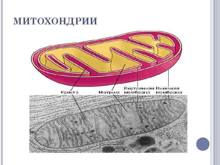 МИТОХОНДРИИ 