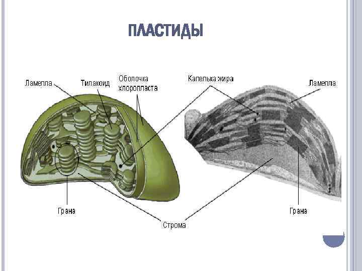 ПЛАСТИДЫ 